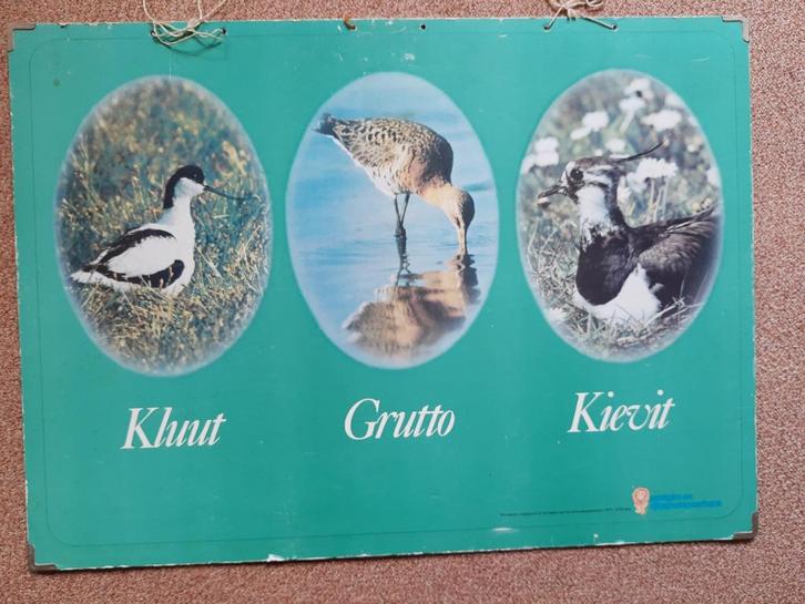 Oude schoolplaat Kluut Grutto Kievit, Antiek en Kunst, Antiek | Schoolplaten, Natuur en Biologie, Ophalen of Verzenden