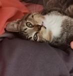 Heel aanhankelijk katertje, Dieren en Toebehoren, Kater