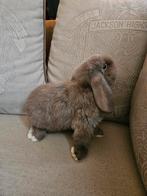 Minilop rammetjes, Dieren en Toebehoren, Konijnen, Meerdere dieren, Dwerg