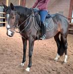 Superbraaf 4,5 jr familie-manege paard 1,63, Dieren en Toebehoren, Paarden, Merrie, B, Gechipt, 3 tot 6 jaar