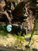 Ramshoorn slak blauw, Slak of Weekdier