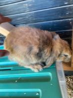 Lieve baby  hangoorkonijntjes beschikbaar,, Dieren en Toebehoren, Konijnen