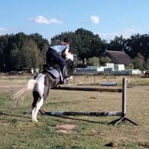 Fanatieke C kinderpony te koop, Dieren en Toebehoren, Pony's, Ruin, C pony (1.27m tot 1.37m), Recreatiepony, 11 jaar of ouder