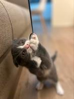 Scotti brits kort haar/ kater, Dieren en Toebehoren, Katten en Kittens | Raskatten | Korthaar