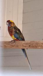 Roodbonte pennant rosella, Dieren en Toebehoren, Mannelijk, Parkiet, Geringd