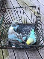 Jonge grasparkieten, Dieren en Toebehoren, Vogels | Parkieten en Papegaaien, Meerdere dieren, Parkiet, Tam