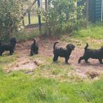 3 zwarte labradoodle Boefjes, wie heeft een gouden mandje?, Dieren en Toebehoren, Overige rassen, 8 tot 15 weken, Meerdere, Meerdere dieren