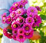 Zinnia “Violet Queen” dahlia vormige bloem €1,50, Tuin en Terras, Ophalen, Voorjaar, Volle zon, Knol