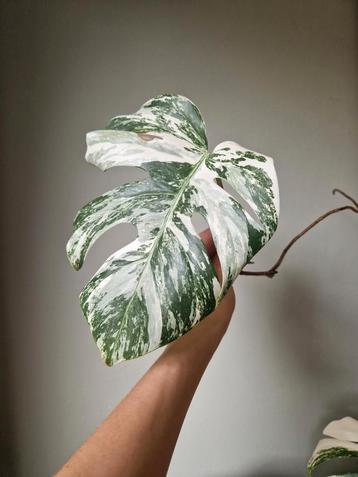 Monstera Albo stek beschikbaar voor biedingen