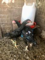 Shamo koppel, Dieren en Toebehoren, Pluimvee