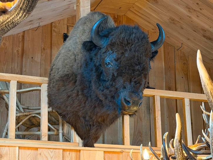 Prachtige opgezette Bizon opgezet taxidermie nieuw, Verzamelen, Dierenverzamelingen, Nieuw, Opgezet dier, Wild dier, Ophalen
