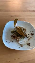 Philodendron Gigas wetstick, Huis en Inrichting, Kamerplanten, Ophalen of Verzenden, Overige soorten, Minder dan 100 cm