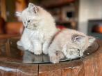 Ragdoll / Siberische boskat kittens, Dieren en Toebehoren, Meerdere dieren, Gechipt, 0 tot 2 jaar