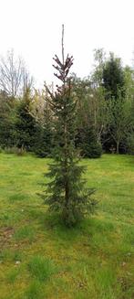 3 kerstbomen Servische Sparren, Tuin en Terras, Planten | Bomen, Overige soorten, 250 tot 400 cm, Ophalen