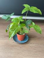 Syngonium Mottled Mojito, Huis en Inrichting, Kamerplanten, Groene kamerplant, Ophalen, Overige soorten, Minder dan 100 cm