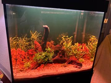 Aquarium Juwel Lido 200 zgan Oase Biomaster thermo 250 beschikbaar voor biedingen