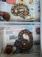 2 russo ballpythons met alurack, Dieren en Toebehoren, Slang
