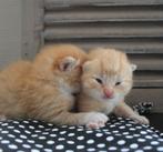 Lieve rode kittens zoeken een warm huisje!, Dieren en Toebehoren, Katten en Kittens | Overige Katten, 0 tot 2 jaar, Kater, Langharig