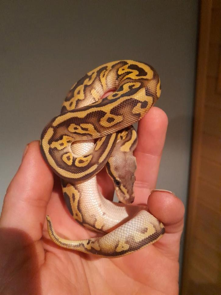 1.0 nk 25 blackpastel het. Pied