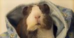 Gratis Vakantieopvang voor jouw Cavia!, Dieren en Toebehoren, Ophalen