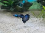 Jonge guppen, Blue Moscow, Dieren en Toebehoren, Vissen | Aquariumvissen, Vis
