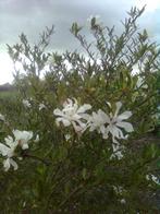 25 stuks magnolia in 1 koop, Ophalen, Overige soorten, Minder dan 100 cm