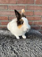 Super schattig dwerg konijntje voedster, Dieren en Toebehoren, Konijnen, Vrouwelijk, Dwerg, 0 tot 2 jaar