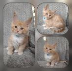 Maine coon kittens, Dieren en Toebehoren, Meerdere dieren, Gechipt, 0 tot 2 jaar
