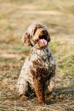 Multigen Labradoodle pups- Medium formaat - Lief & huiselijk, Dieren en Toebehoren, Honden | Retrievers, Spaniëls en Waterhonden