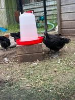 Mooie australorp kuikens, Dieren en Toebehoren, Pluimvee, Geslacht onbekend, Kip