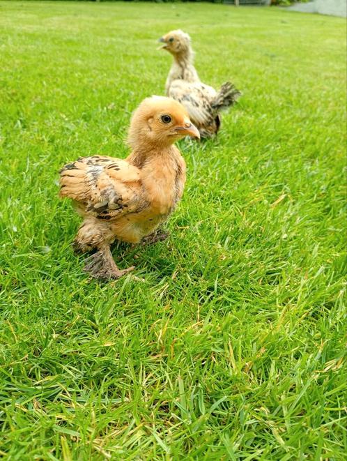 Mooie kuikens fazanten en kippen tekoop, Dieren en Toebehoren, Pluimvee, Kip, Meerdere dieren