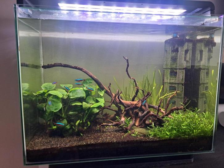 Aquarium Superfish Home 85 compleet, Dieren en Toebehoren, Vissen | Aquaria en Toebehoren, Gebruikt, Gevuld zoetwateraquarium