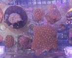 Leptastrea koraal zeewater aquarium, Dieren en Toebehoren, Overige typen