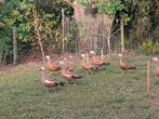 Casarca's onverwante koppels, Dieren en Toebehoren, Pluimvee, Meerdere dieren, Eend