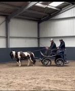 marathonwagen shetlander, Dieren en Toebehoren, Zo goed als nieuw, Pony
