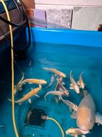 Koi 30/35cm 20€, Dieren en Toebehoren, Vissen | Vijvervissen, Karper of Koi