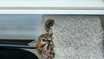 Kitten geboren aug mogen dezen week mee