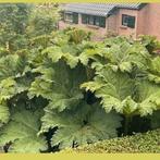 De echte grote gunnera manicata goed geworteld in grote, Tuin en Terras, Ophalen of Verzenden