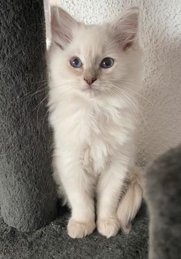 Ragdoll kittens met stamboom beschikbaar voor biedingen
