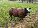 Te koop beste lange bonte ram 2 jaar, Dieren en Toebehoren, Mannelijk, Schaap