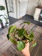Pothos stekken plant, Huis en Inrichting, Kamerplanten, Ophalen of Verzenden, Overige soorten, Minder dan 100 cm
