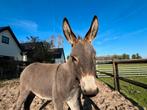 Gezocht: jonge merrie ezel als vriend !, Dieren en Toebehoren, Augustus, Vrouwelijk
