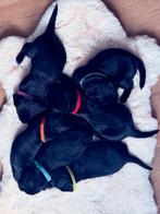 Lieve labrador pups te koop, 8 tot 15 weken, Meerdere, Meerdere dieren, Middel