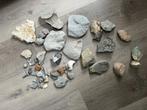stenen met fossielen Trilobiet  ammoniet, Verzamelen, Mineralen en Fossielen, Ophalen of Verzenden, Fossiel