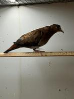 Blauwe Grondduif pop/duivin, Dieren en Toebehoren, Vogels | Duiven, Vrouwelijk, Overige soorten