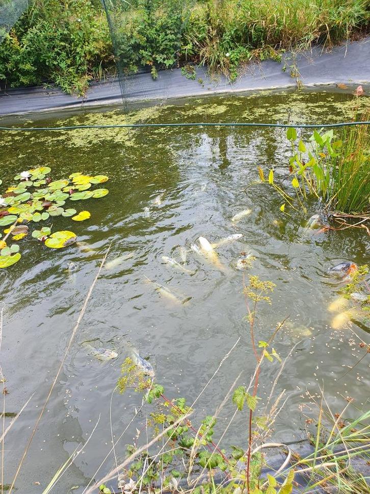 Hele vijver vol Koi karpers, Dieren en Toebehoren, Vissen | Vijvervissen, Karper of Koi