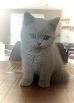 Britse korthaar kitten met stamboom. Bink mag ook verhuizen., Kater, Gechipt