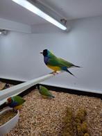 Gouldamadines wildkleur, Dieren en Toebehoren, Vogels | Kanaries, Meerdere dieren, Kleurkanarie