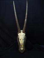oryx schedels skull spiesbok, Gebruikt, Ophalen of Verzenden
