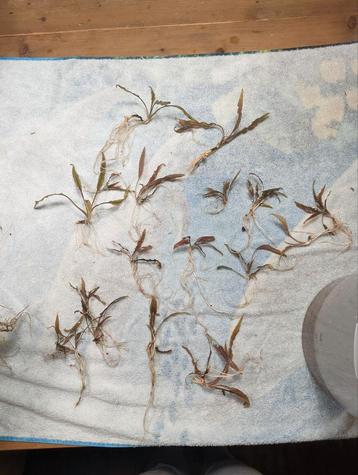 Stekjes Cryptocoryne Wendtii 'bruin' beschikbaar voor biedingen